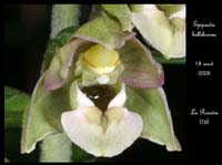166Epipactis-helleborine