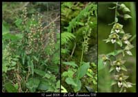 167Epipactis-helleborine3