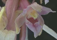 168 Ep_helleb