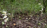 168Ep-helleborine-1306-2