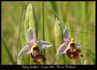 17-Ophrys-fuci-flora