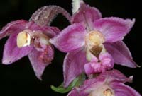 170 Epipactis-atrorubens