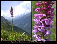 173Gymnadenia-odoratissima
