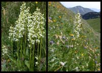 178Platanthera-bifolia