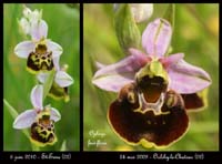 18-Ophrys-fuci-flora