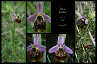 19 Ophrys fuci-flora