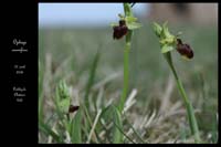 2 Ophrys aranifera5