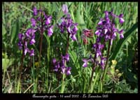 200Anacamptis-picta-La-Faviere-160407