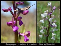 200Anacamptis-picta-Les-Mayons-D75-250407-(32)