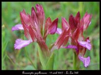 204Anacamptis-papillonacea-Bruyères-190407-(11)