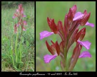 204Anacamptis-papillonacea-Bruyères-190407-(12)