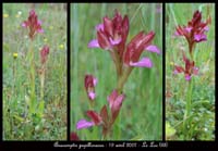 204Anacamptis-papillonacea-Bruyères-190407-(16)