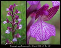 206Anacamptis-papillonacea-x-picta--Bruyères-250407-(18)