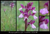 206Anacamptis-papillonacea-x-picta-Autodrome-190407