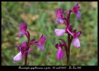 206Anacamptis-papillonacea-x-picta-Autodrome-250407-(3)