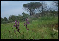207Anacamptis-laxiflora9