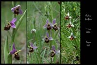 21 Ophrys fuci-flora33