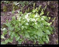 210Gennaria-diphylla