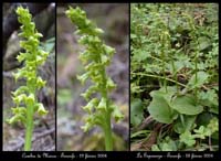 210Gennaria-diphylla4