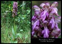 212Himantoglossum-robertianum2