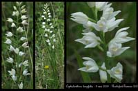 219Cephalanthera longifolia