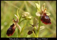 22-Ophrys-fuciflora-x-insectifera