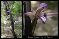 220aLimodorum abhortivum