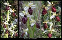 220aOphrys-arachnitif