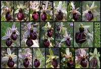 220aOphrys-arachnitif3