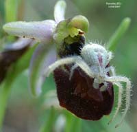 220aOphrys-arachnitif4