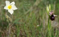225Ophrys-magniflora