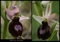 225Ophrys-magniflora2