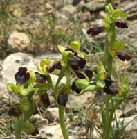 230Ophrys-bilunulata4