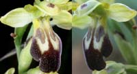 231Ophrys-lupercalis6
