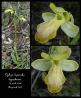 233Ophrys-luperc-hyp