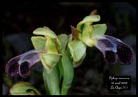234Ophrys-vasconica
