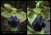 234Ophrys-vasconica3