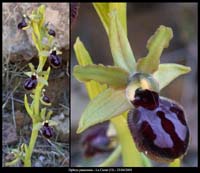 235Ophrys-passionis