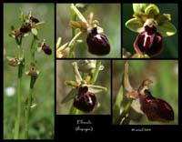 235Ophrys-passionis3