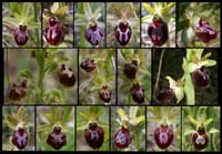 235Ophrys-provincialis