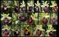 235Ophrys-provincialis2