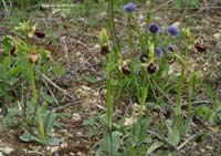 235Ophrys-provincialis3