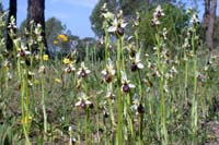 236Ophrys-splendida2