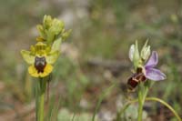 237Ophrys lutea & scolopax Talairan 300409 (28)