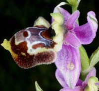 238Ophrys-pseudoscolopax11