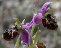 238Ophrys-pseudoscolopax2