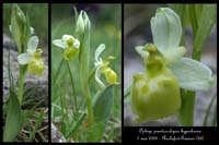 239Ophrys pseudoscolopax hypochrome