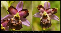 239Ophrys-pseudoscolopaxl