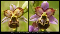 239Ophrys-pseudoscolopaxl3