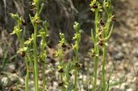 240Ophrys litigiosa virescens Bages 220409 (32)